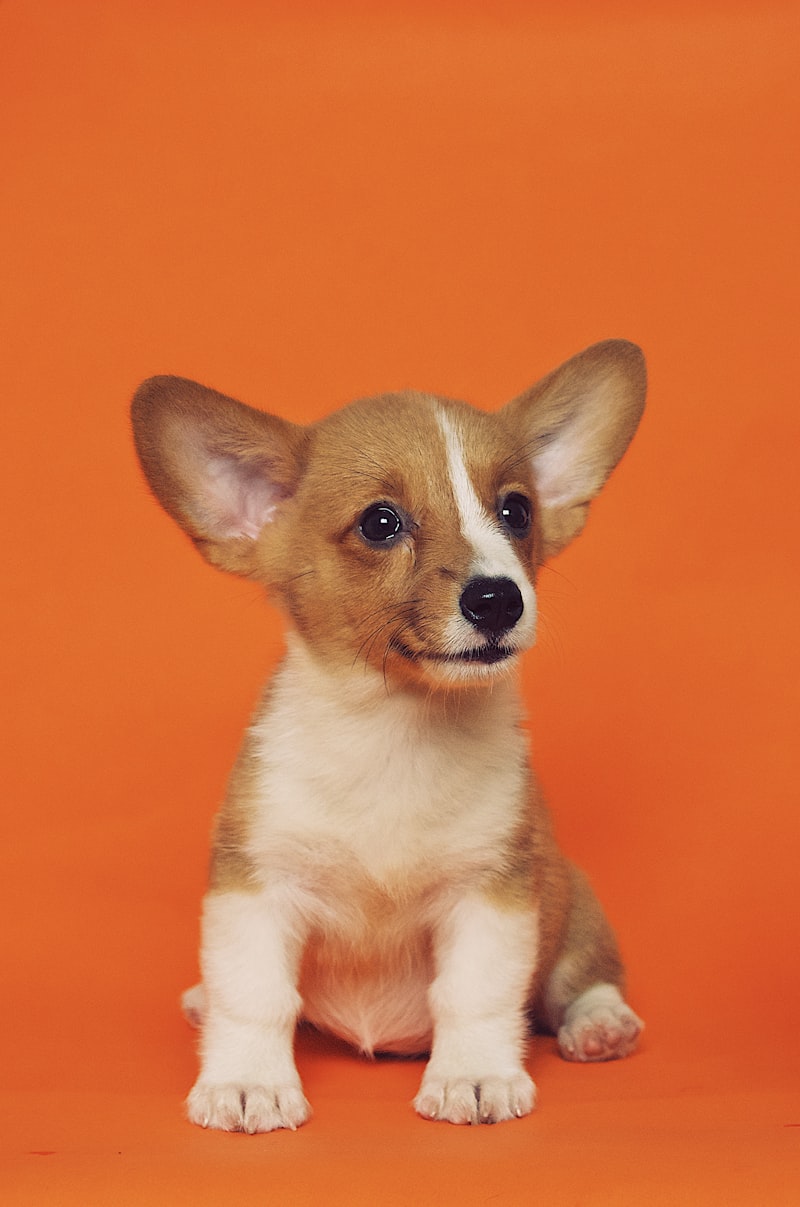 コーギーの子犬