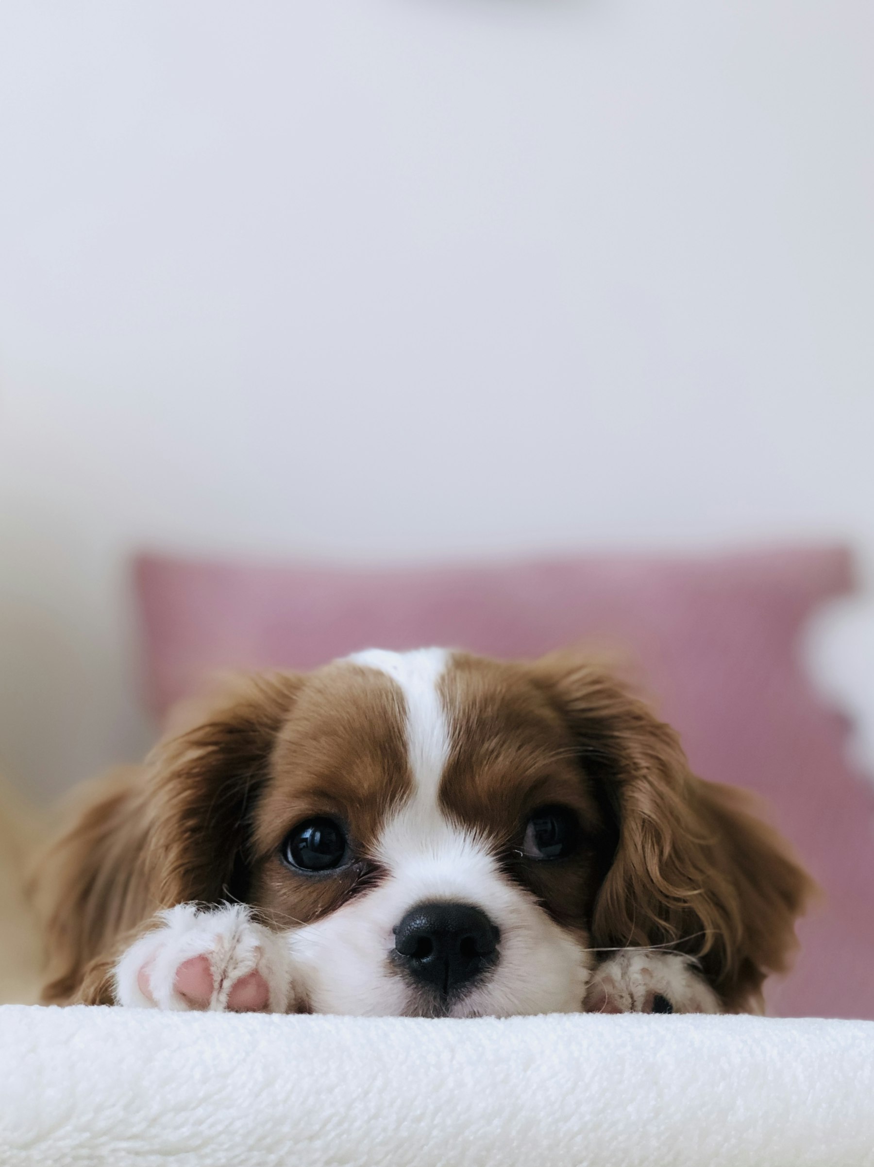 キャバリアの子犬